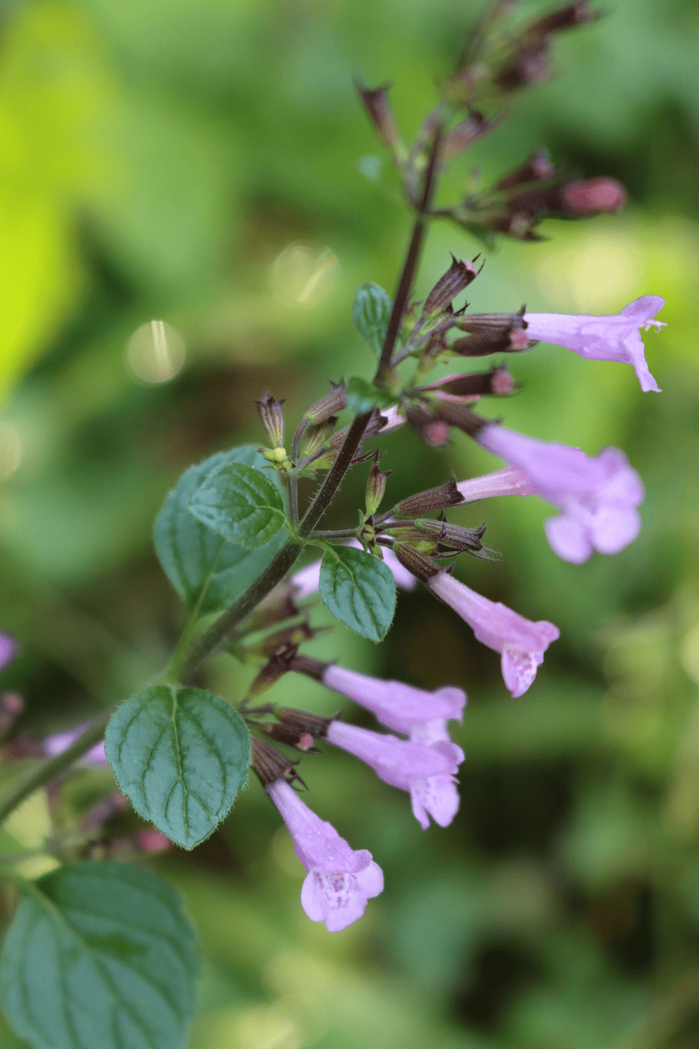 A picture of skullcap flowers.