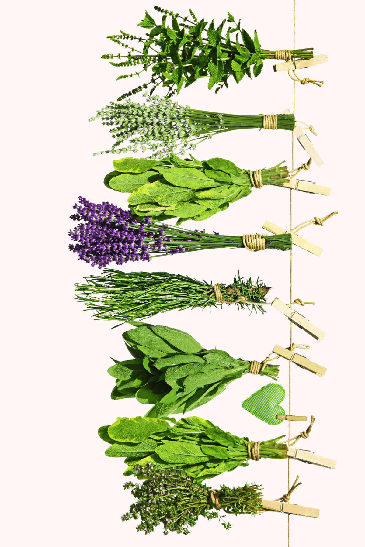A picture of various herbs tied to a string.