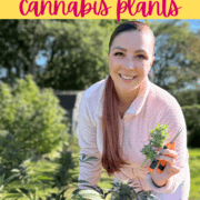 How to Harvest Cannabis Plants with Emily Kyle