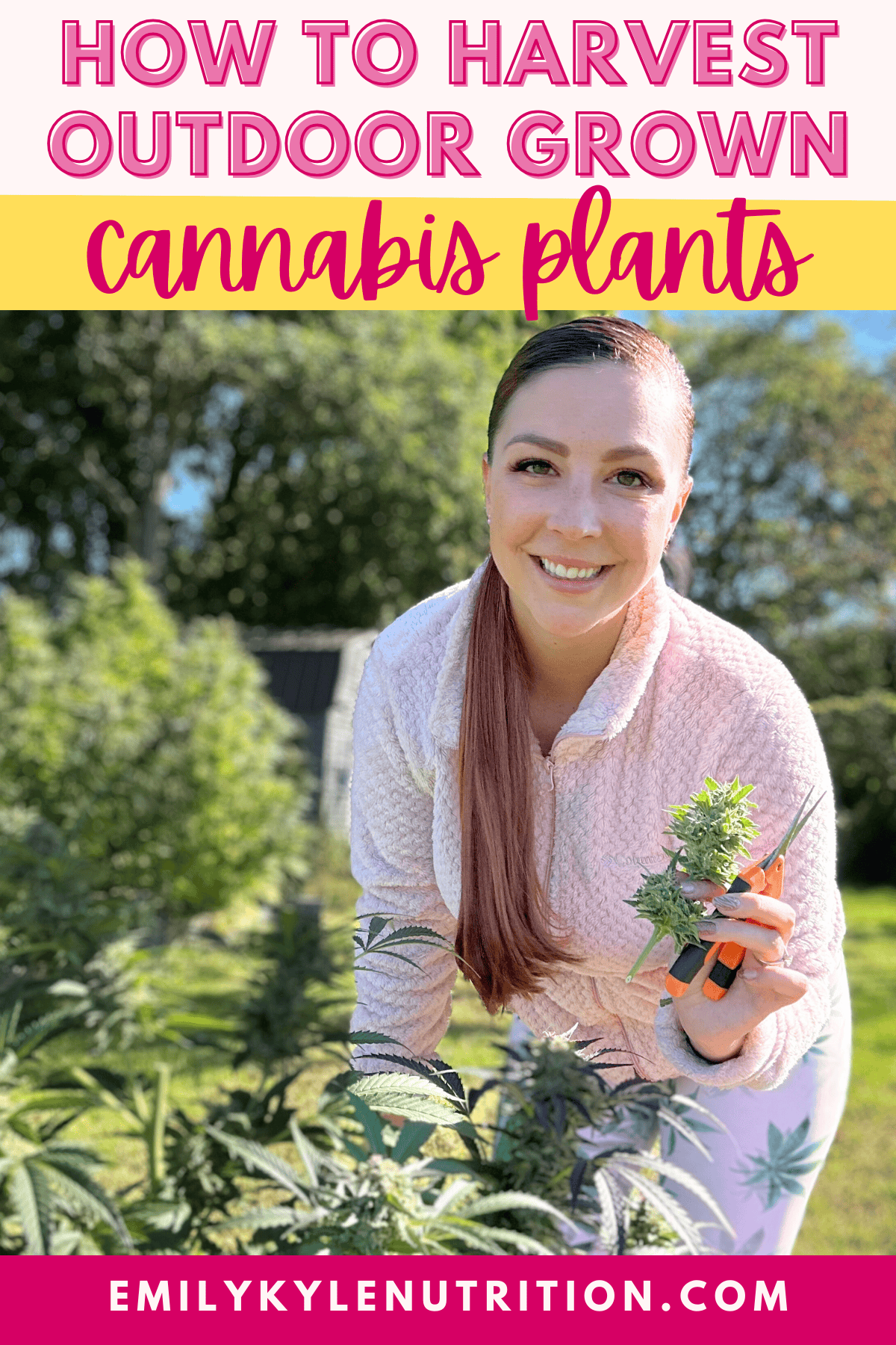 How to Harvest Cannabis Plants with Emily Kyle