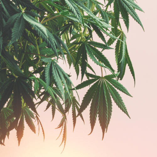 A picture of cannabis flowers.