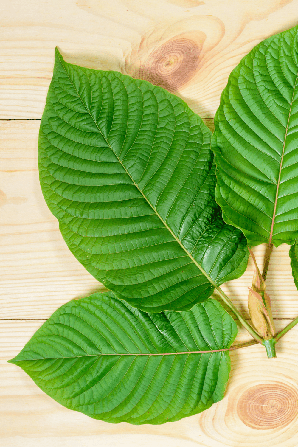 A picture of leaves from a Kratom plant.