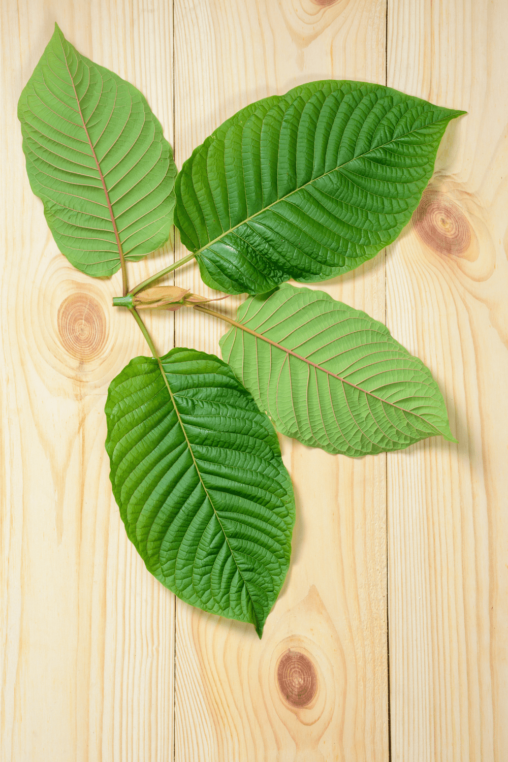 A picture of leaves from a Kratom plant.