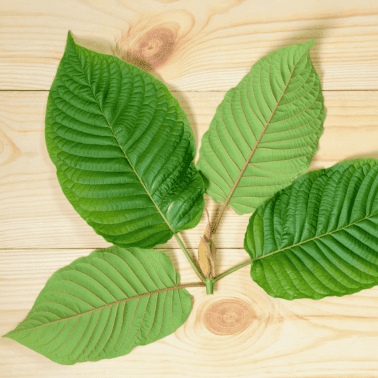 A picture of leaves from a Kratom plant.