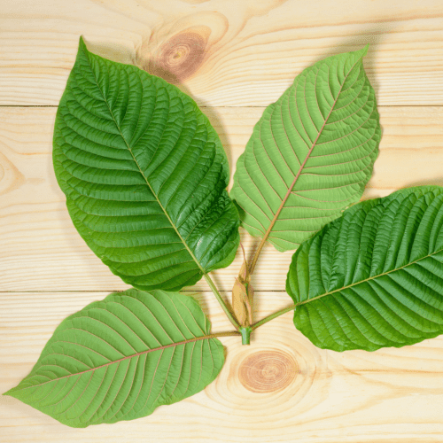A picture of leaves from a Kratom plant.