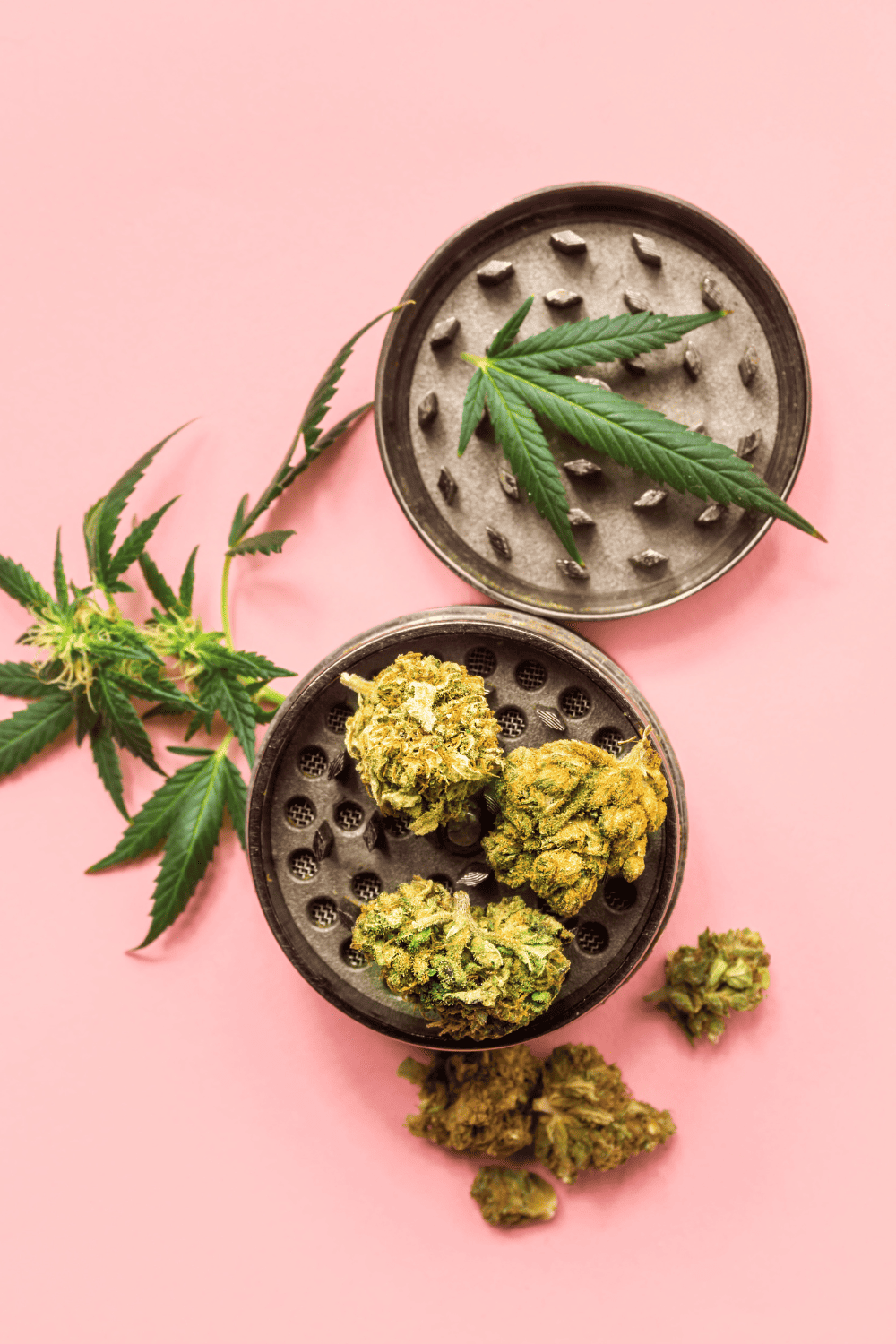 A pink background with cannabis in a grinder. 