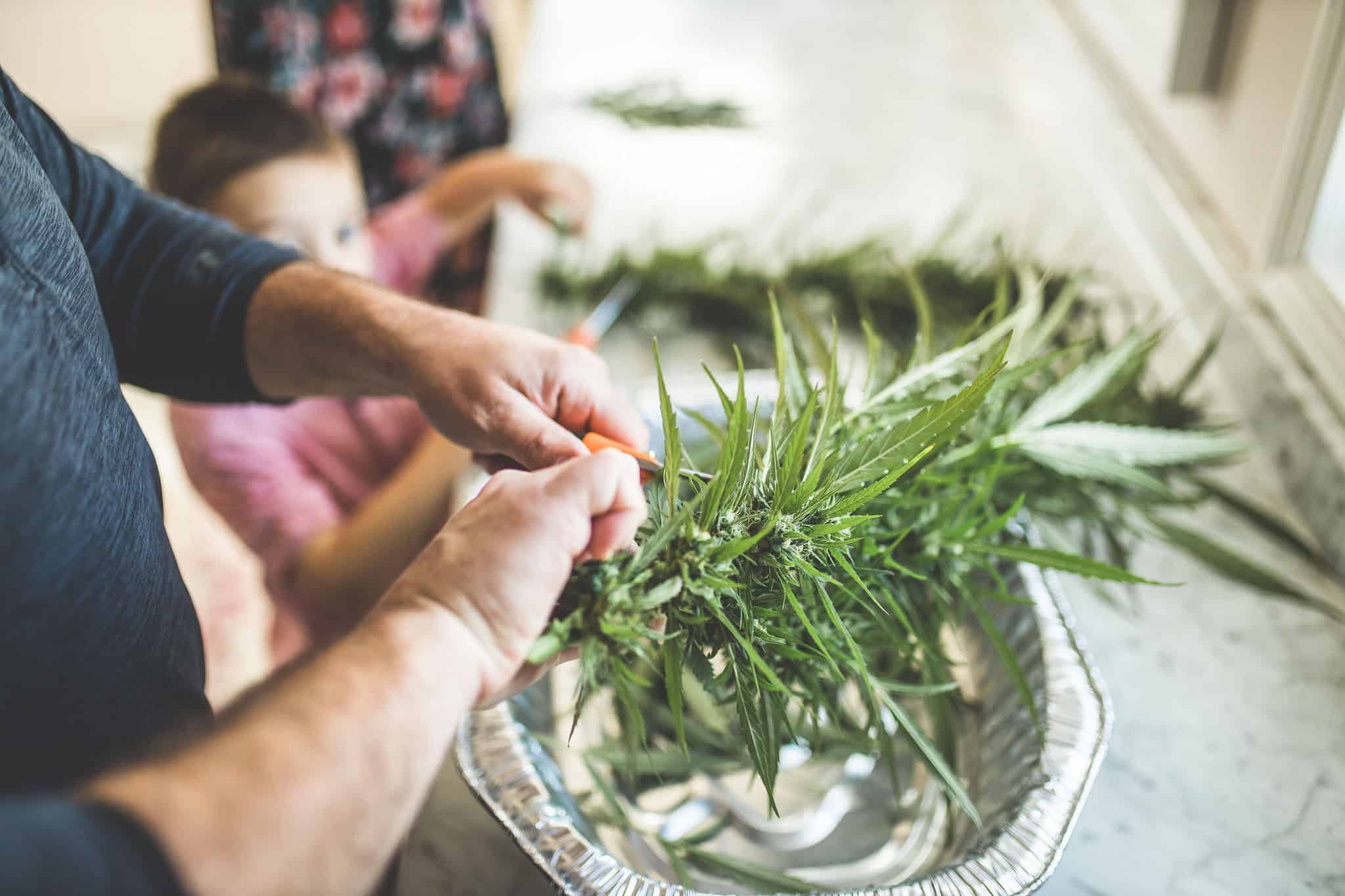 A picture of cannabis plants being harvested.