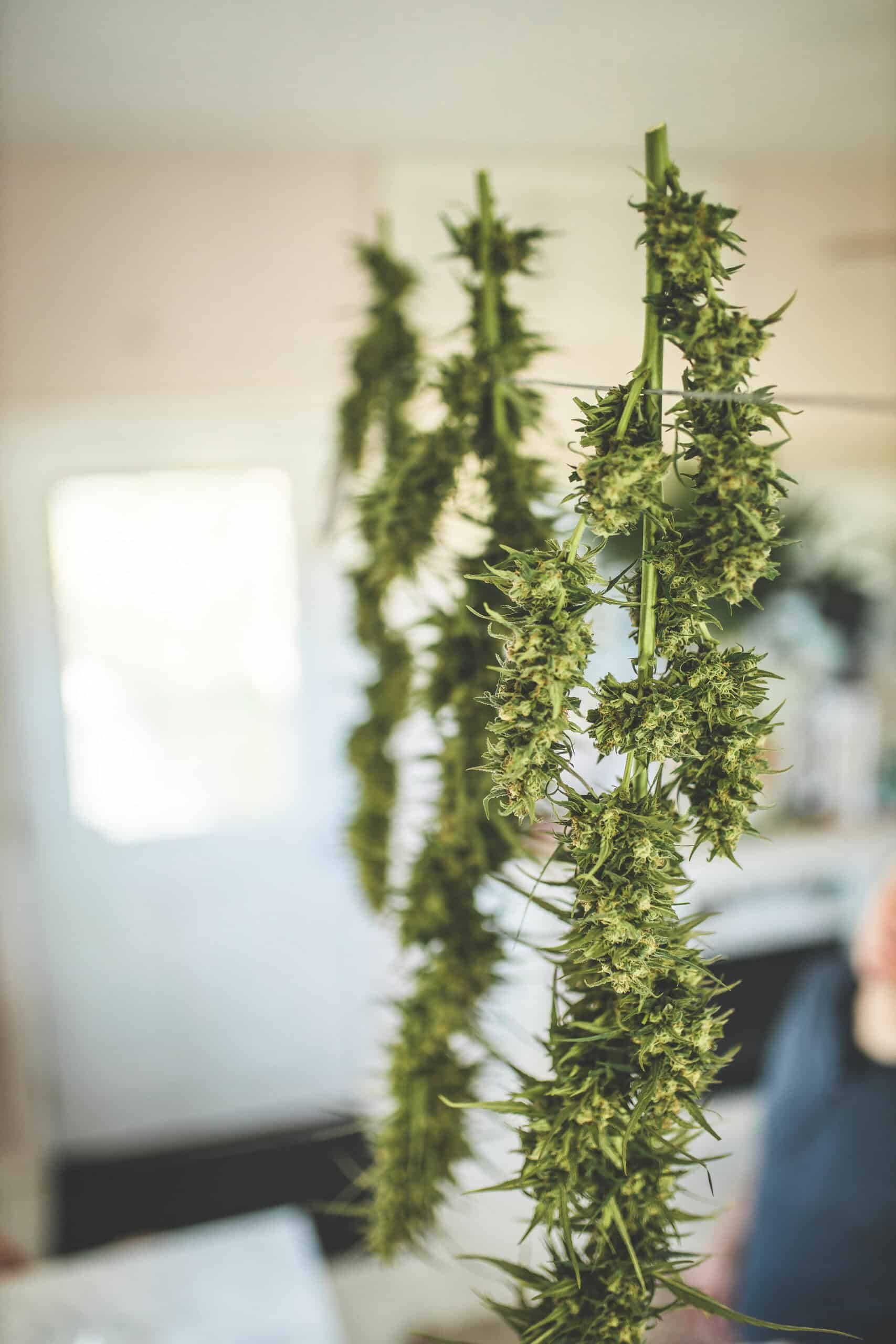 A picture of cannabis plants hanging to dry.