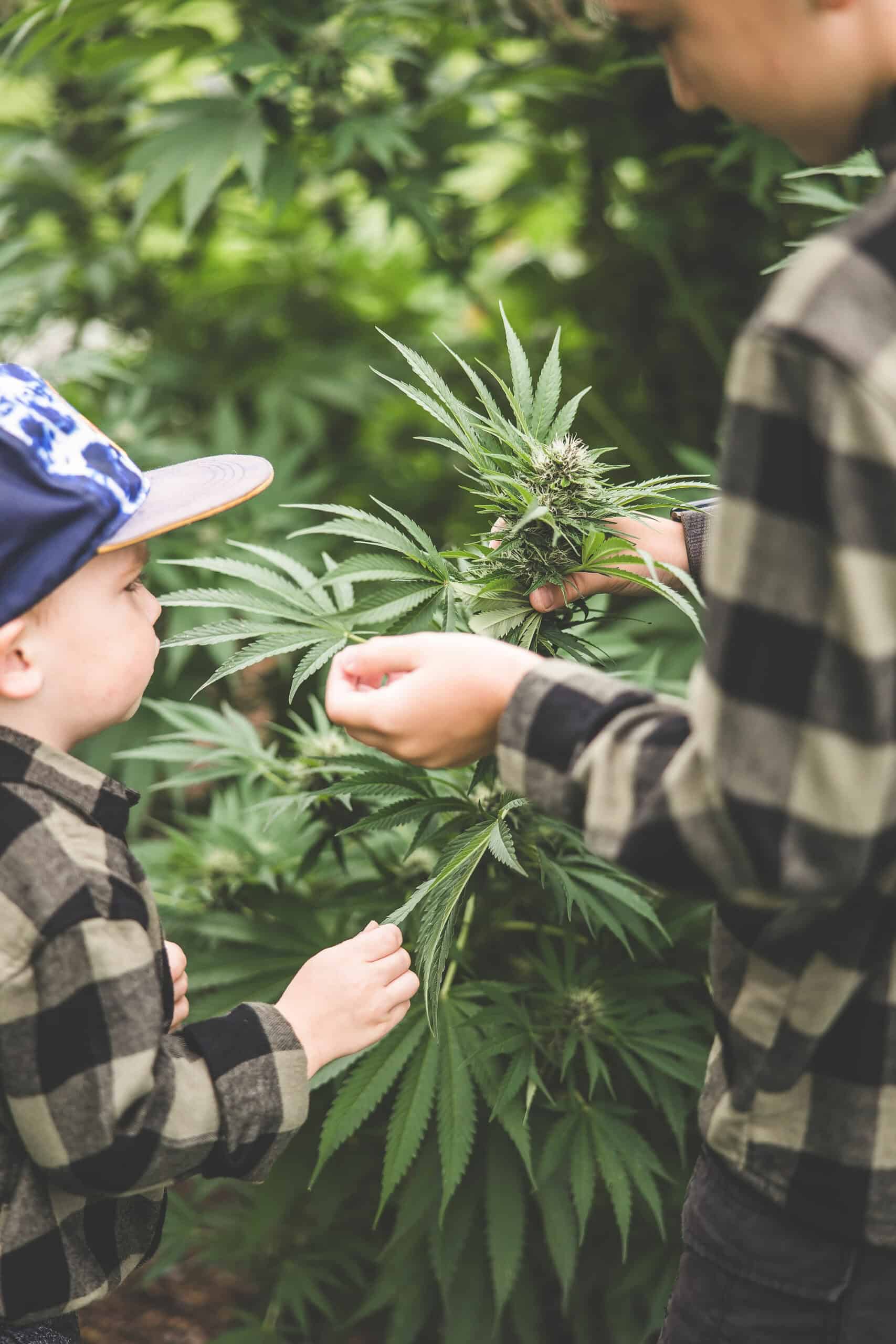 A picture of Emily Kyle and her family in a cannabis garden.