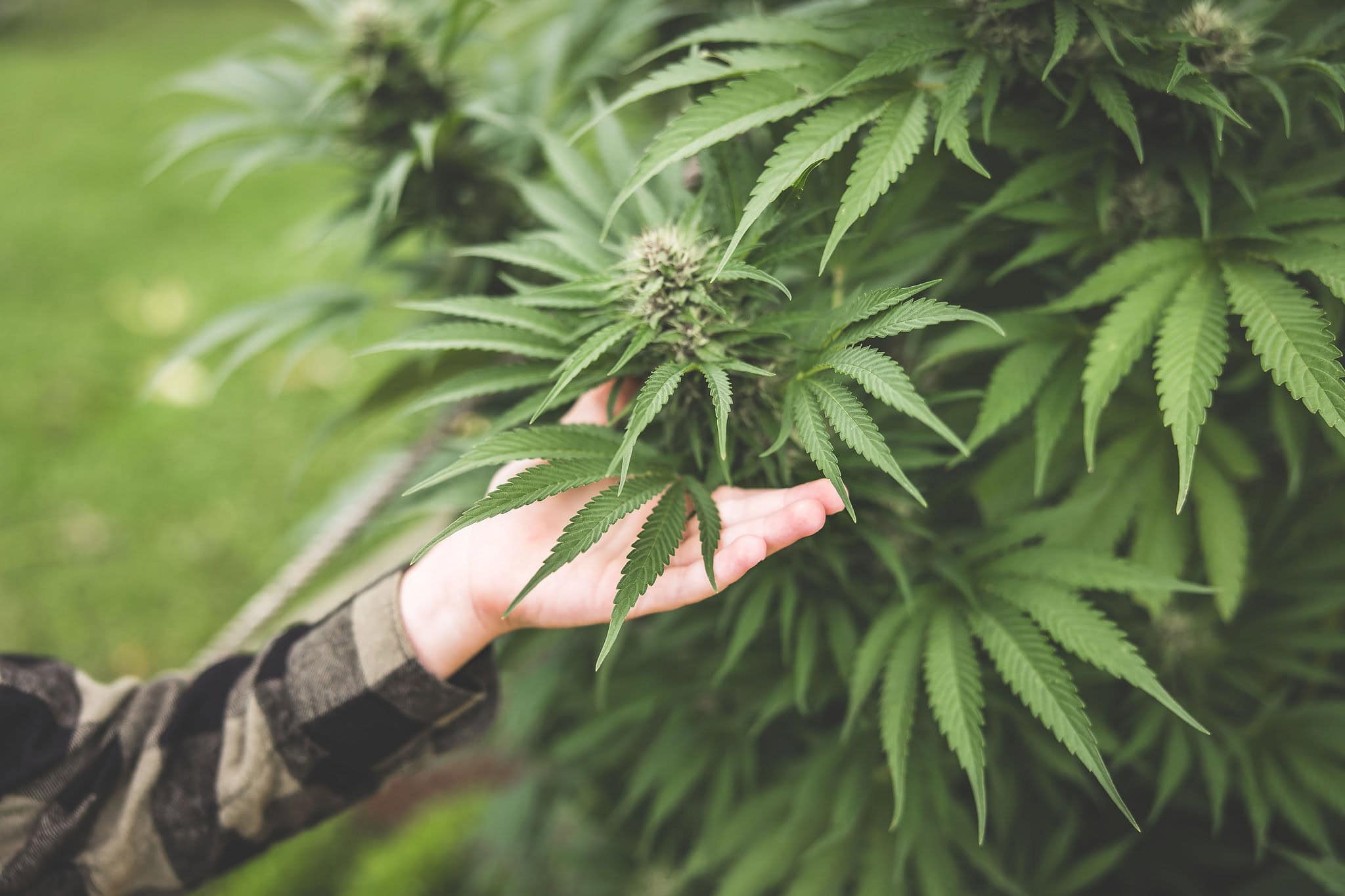 A picture of Emily Kyle and her family in a cannabis garden.