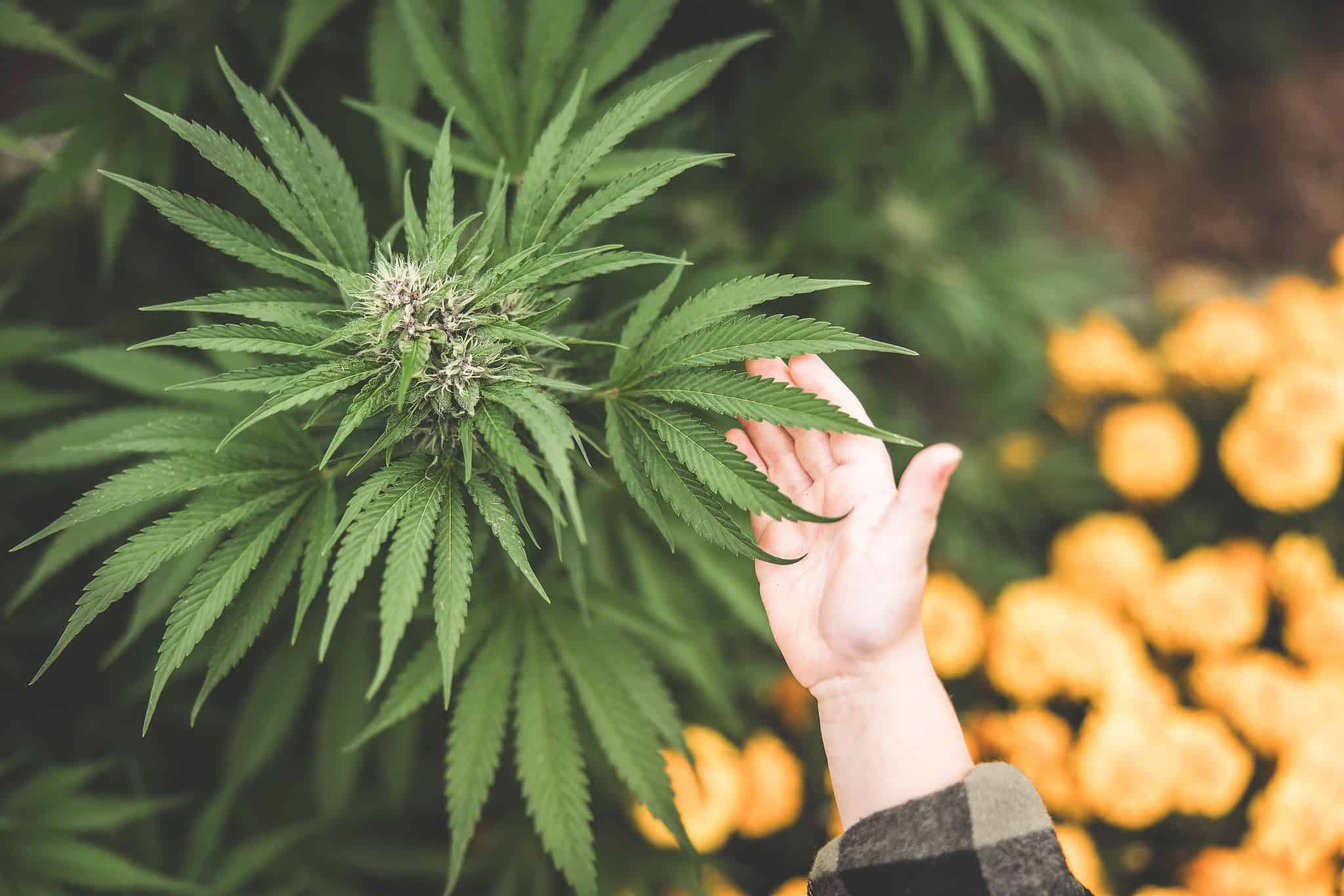 A picture of Emily Kyle and her family in a cannabis garden.