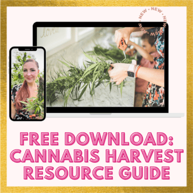 A picture with text that says: free download cannabis harvest resource guide.