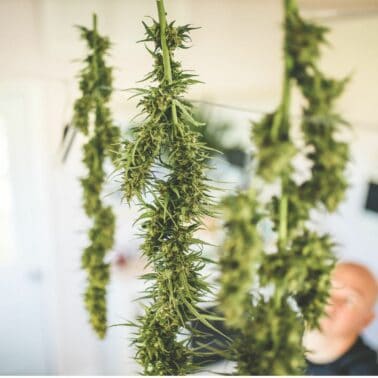 A picture of cannabis plants hanging to dry.