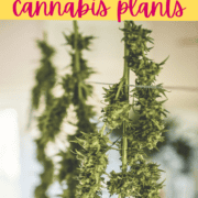 A picture of cannabis plants hanging to dry.