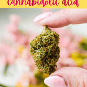 A picture of CBD flower with text that says The Ultimate Guide to CBDA cannabidolic acid.