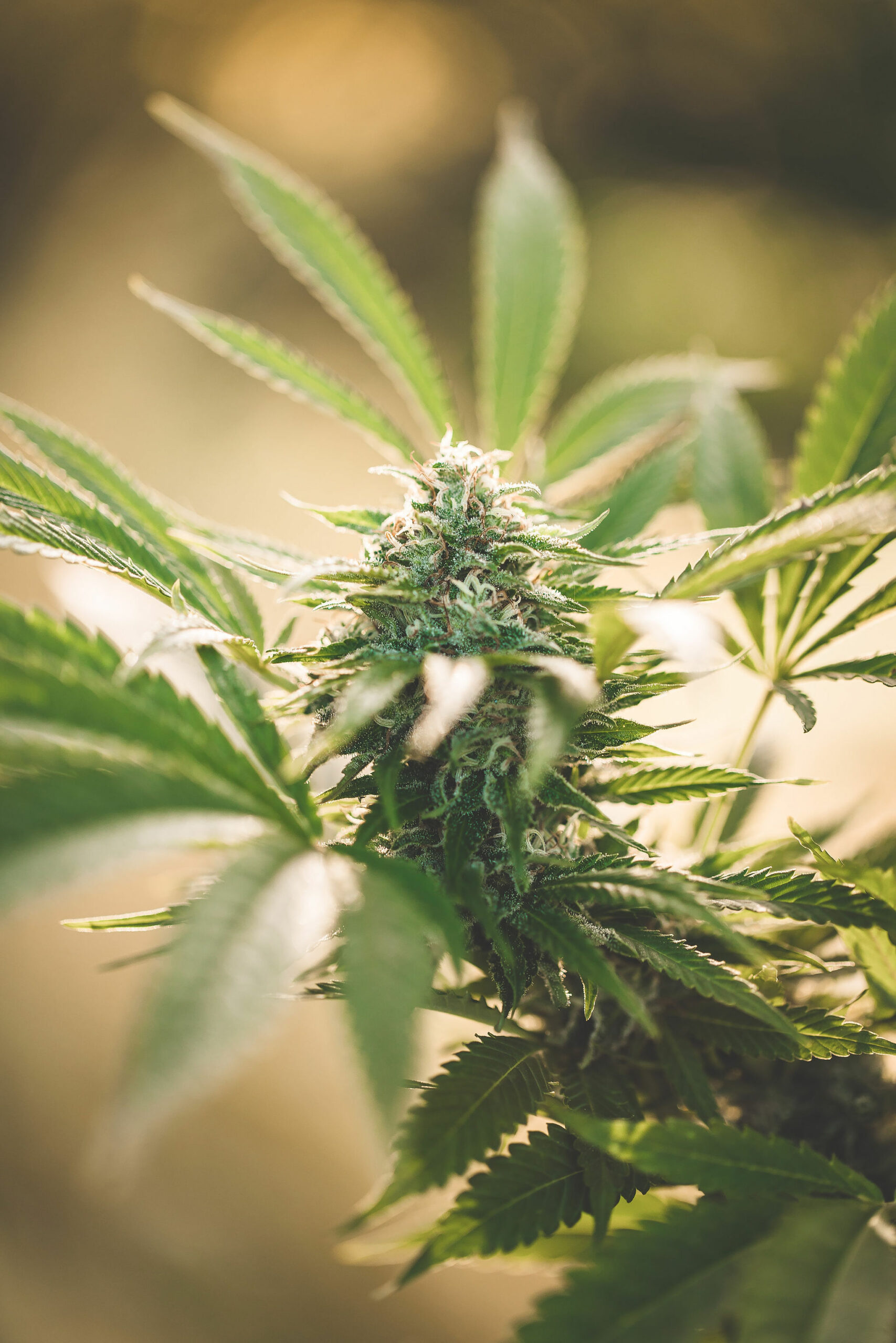 A picture of THCA flower.