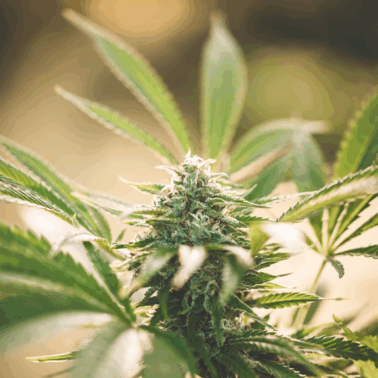 A picture of THCA flower.