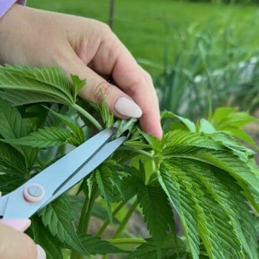 Person pruning a cannabis plant with scissors in a garden.
