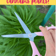 Person trimming a cannabis plant with pink scissors for topping.