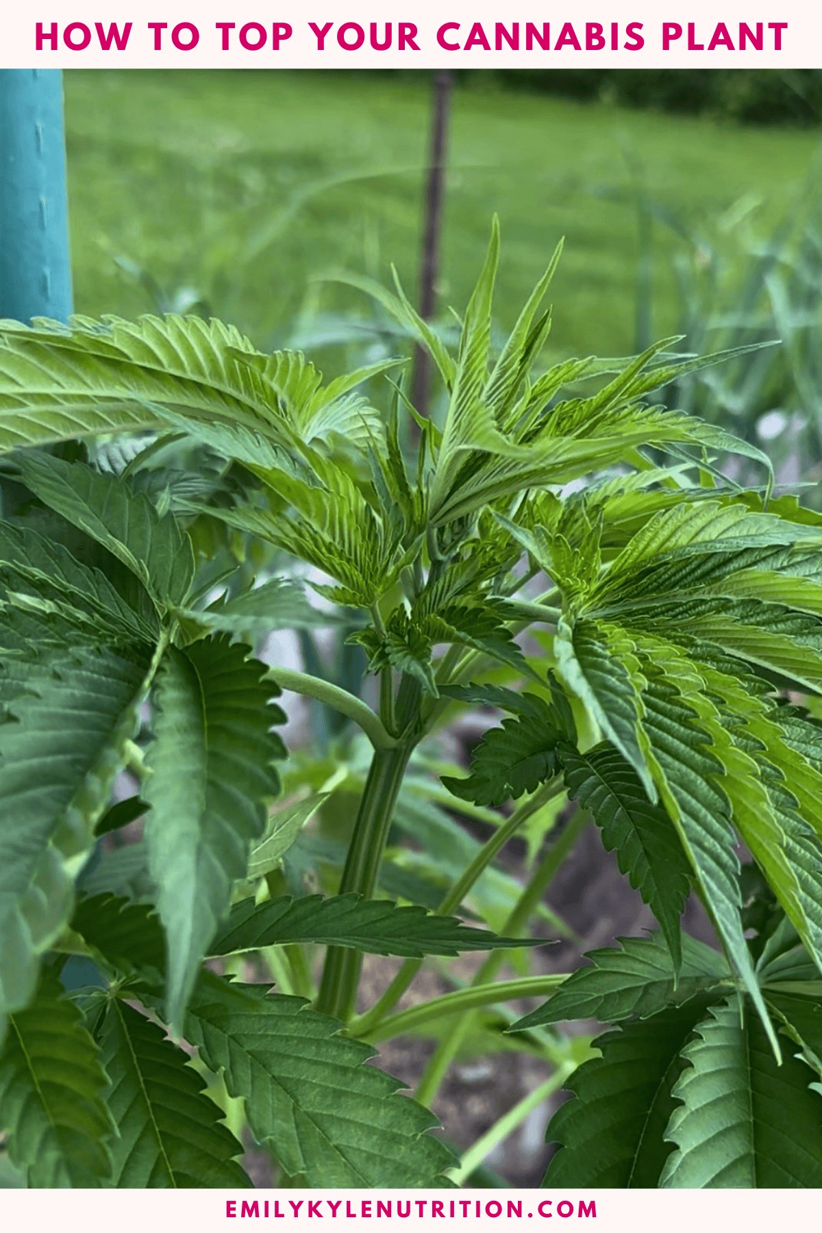Young cannabis plant with new growth and healthy leaves in garden.