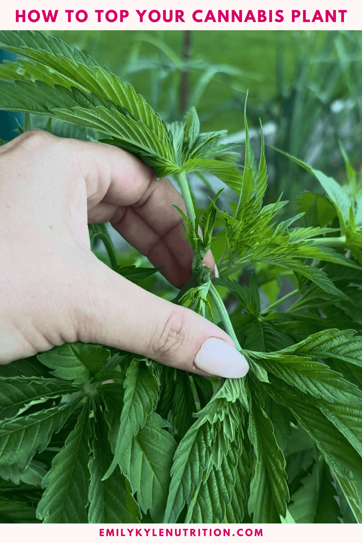 Close-up of a hand topping a healthy cannabis plant for optimal growth.