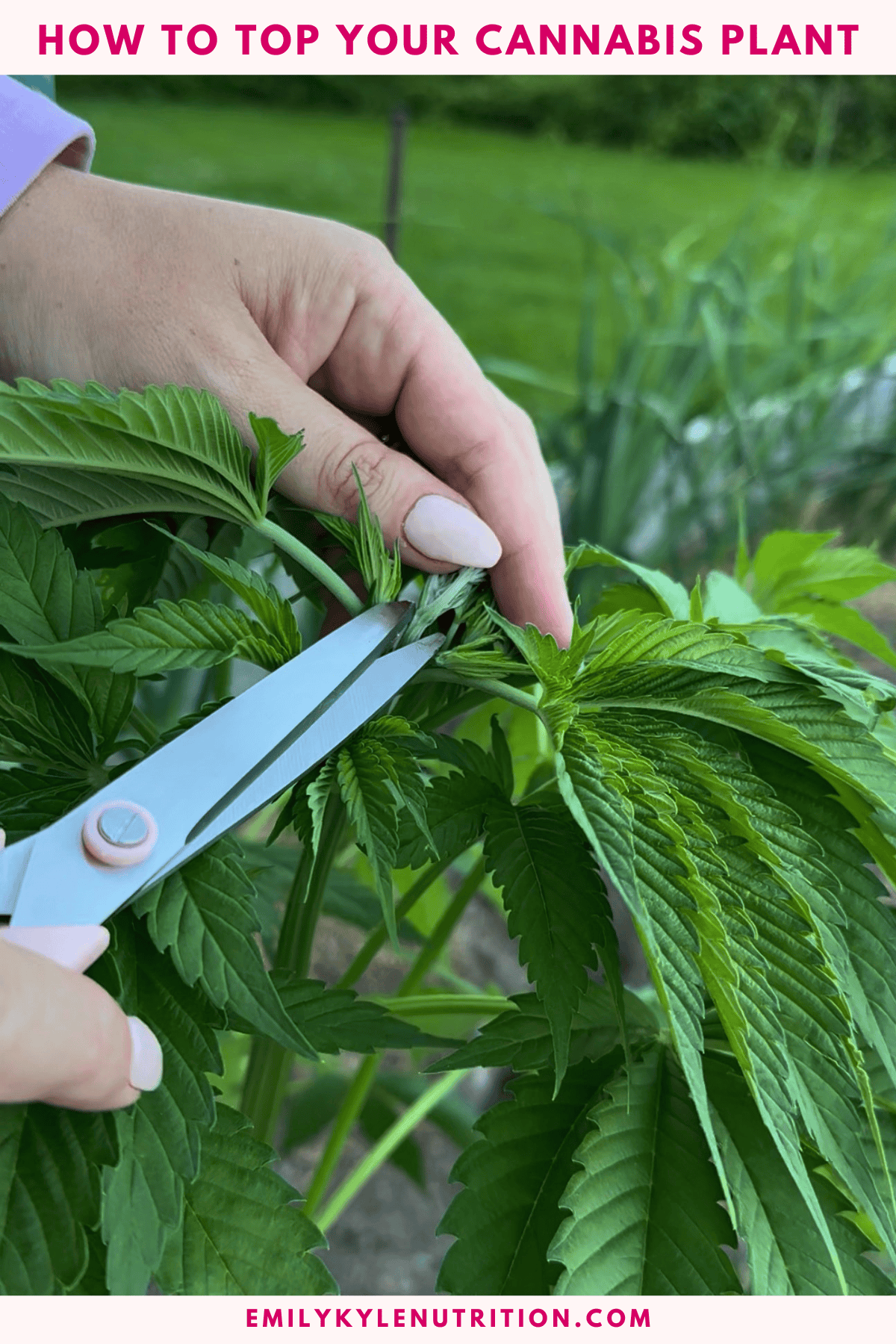 Person topping a cannabis plant with scissors in a garden setting.