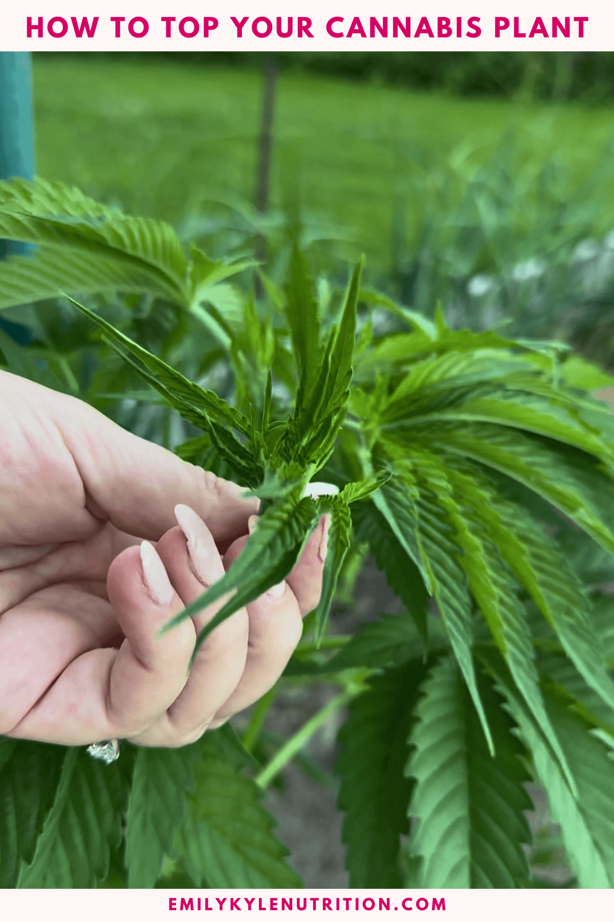 Close-up of a person topping a healthy cannabis plant in a garden.