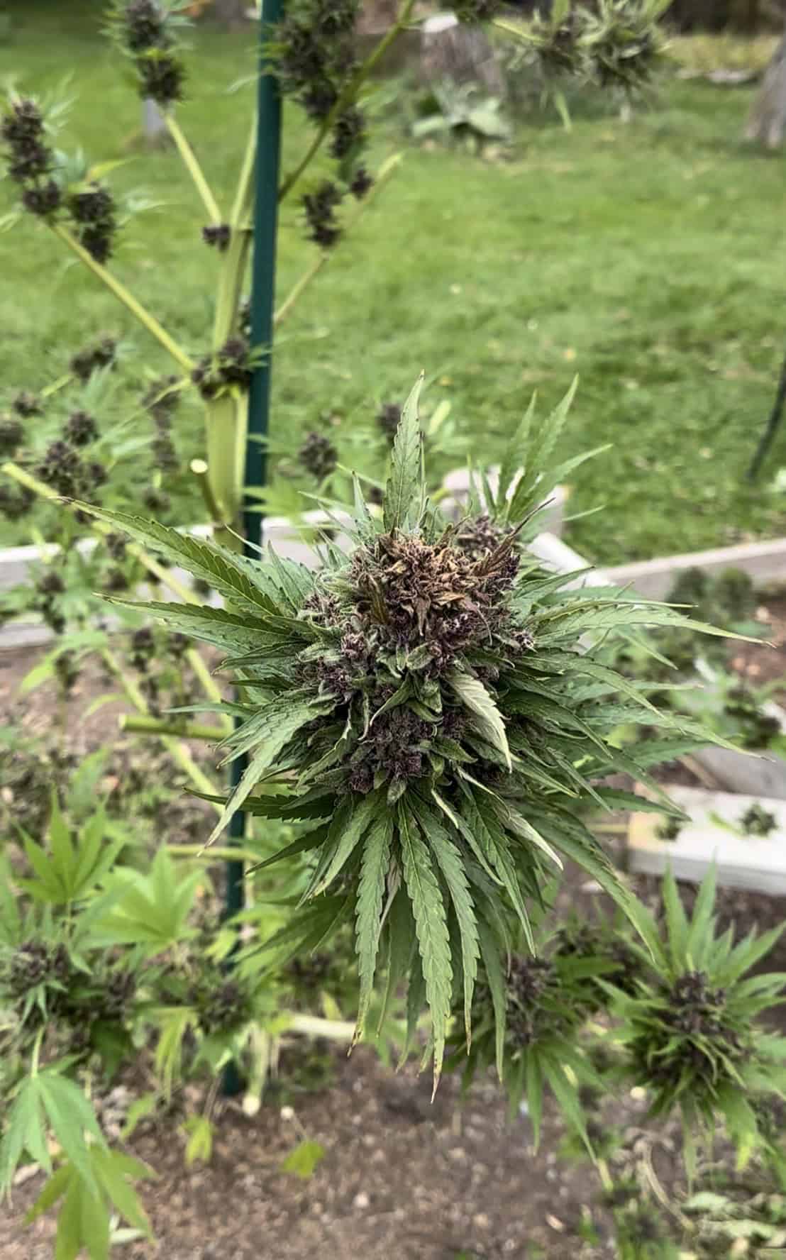 Cannabis plant showing signs of bud rot and mold.