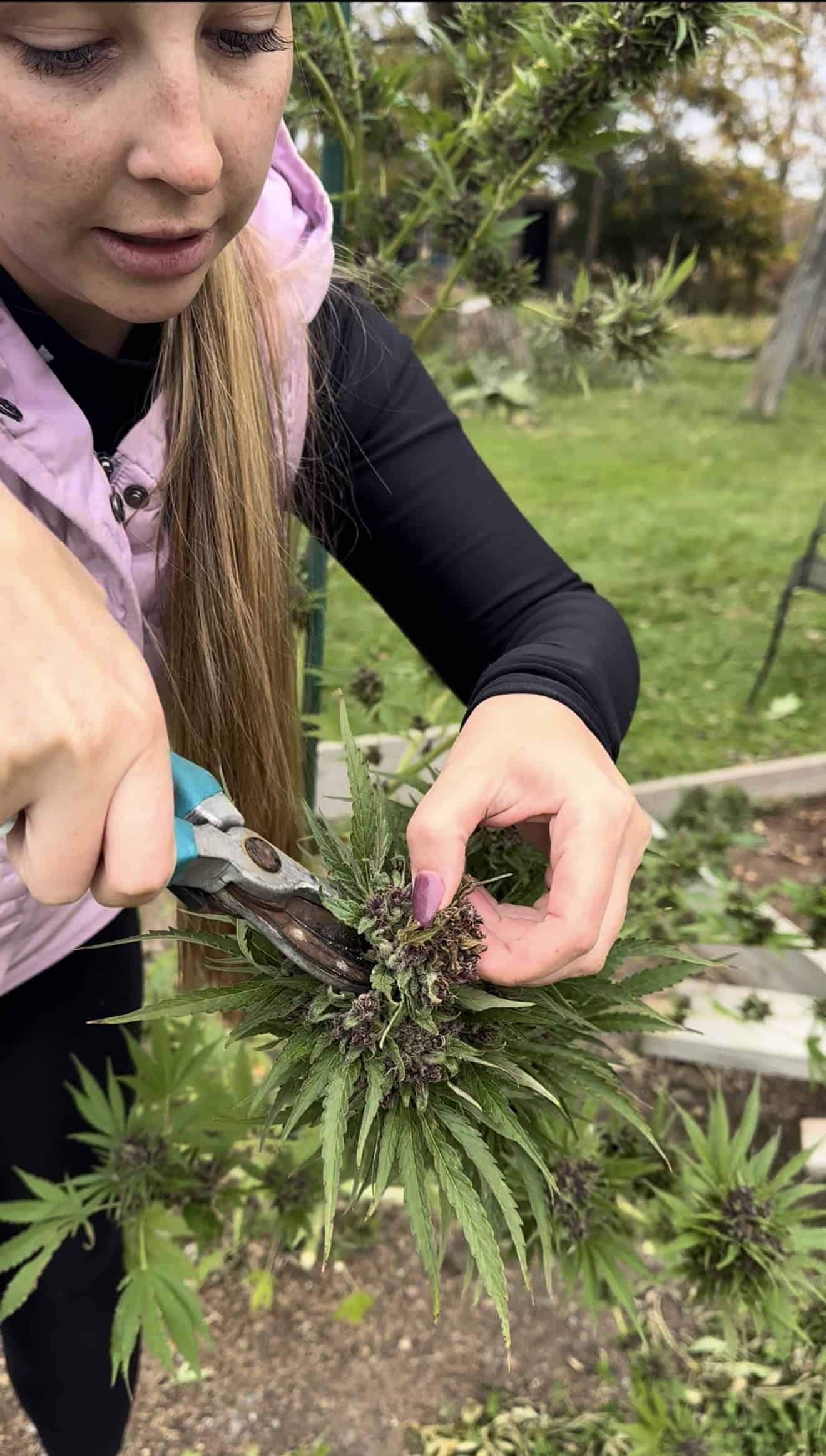 Bud Rot Prevention & Treatment by Emily Kyle