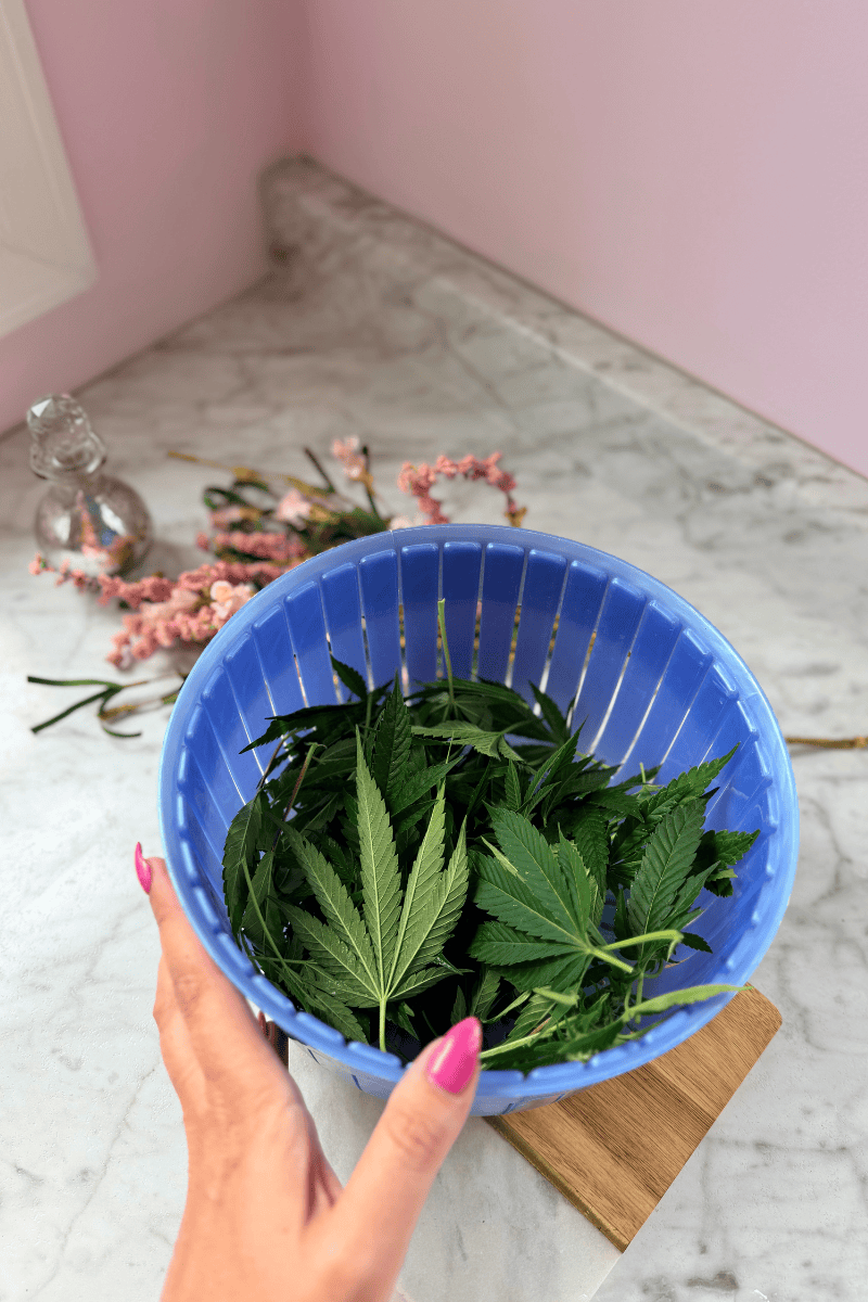 Fresh cannabis fan leaves in a blue basket for harvesting preparation.