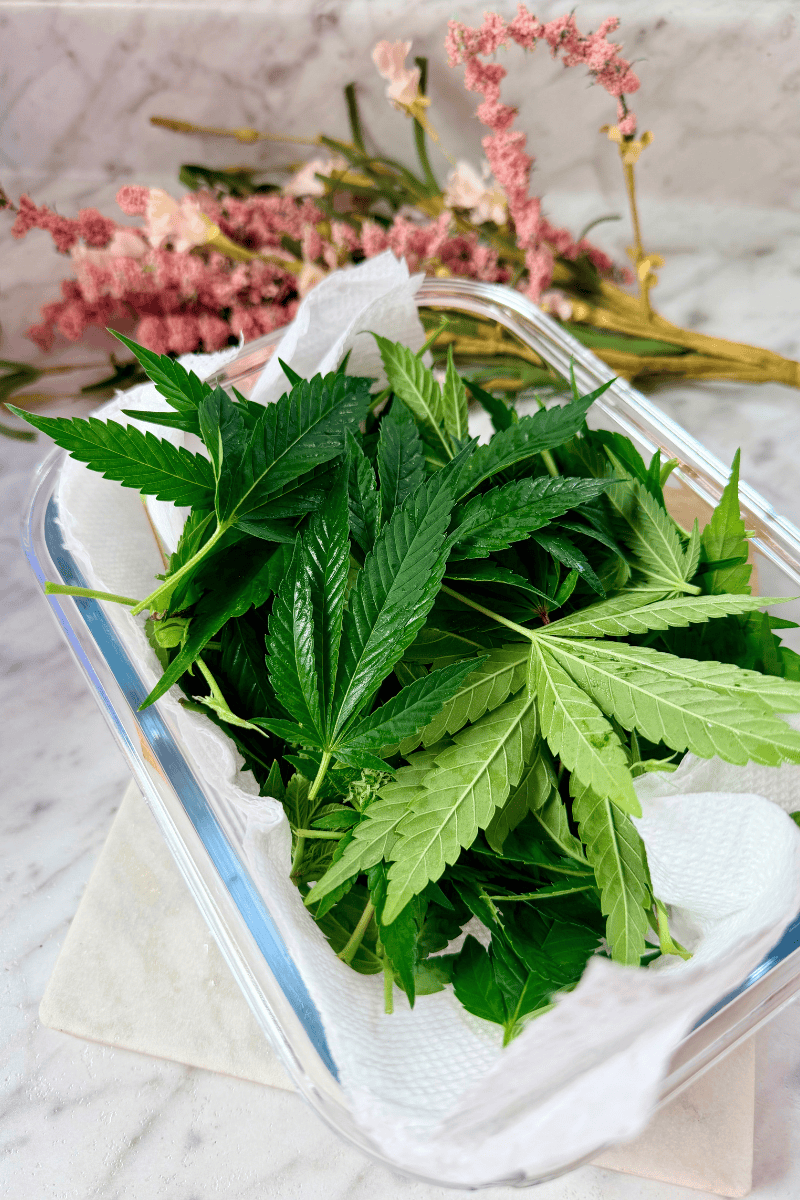 Healthy cannabis fan leaves on a tray, ready for processing.